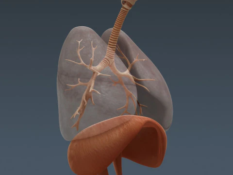 Human Male Respiratory Anatomy 3D Model