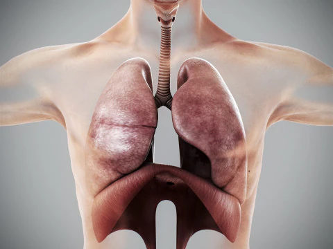 Human Male Respiratory Anatomy 3D Model