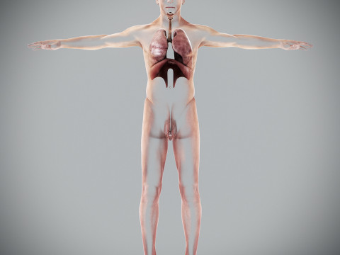 Human Male Respiratory Anatomy 3Dモデル