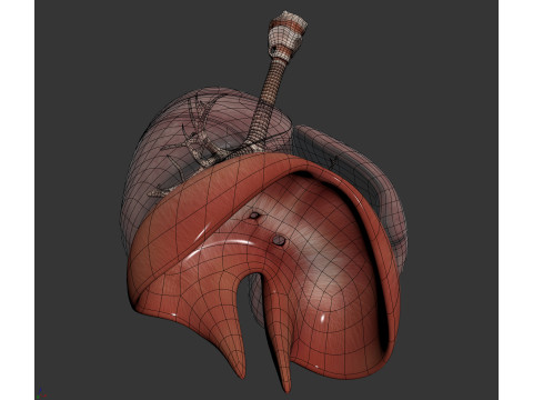 Human Male Respiratory Anatomy 3Dモデル