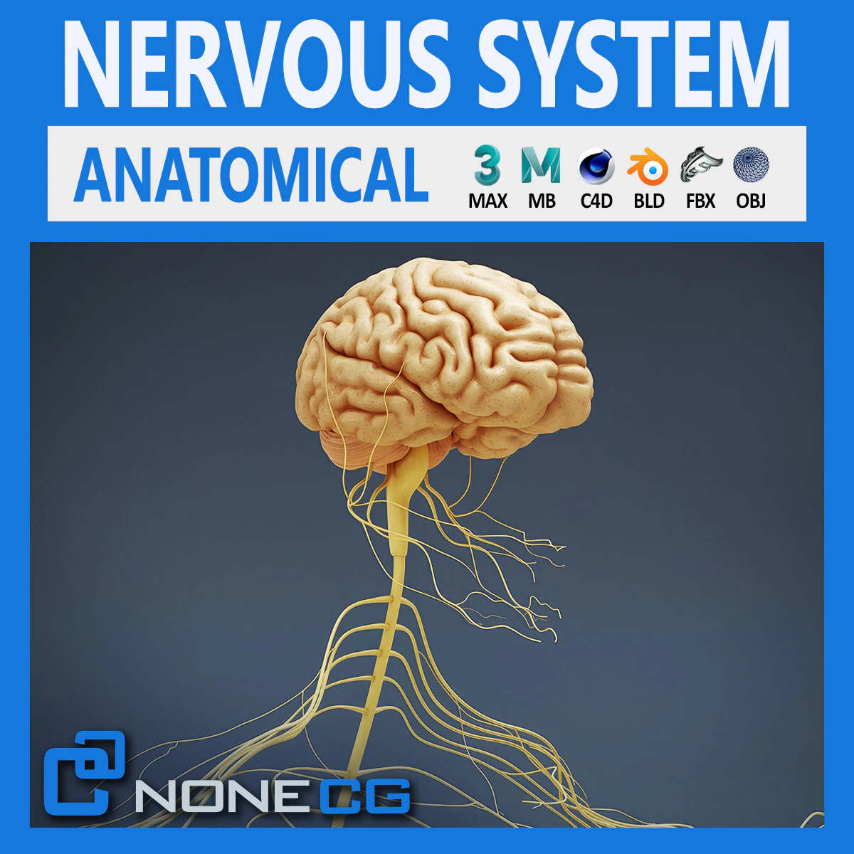 Human Male Nervous Anatomy 3D Model .c4d .max .obj .3ds .fbx .stl .blend 