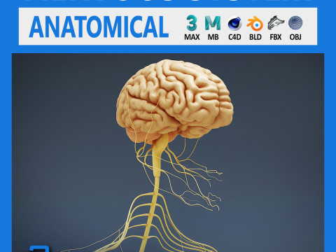 Human Male Nervous Anatomy 3D Model