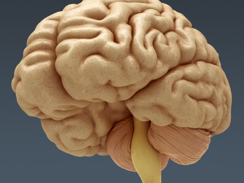 Human Male Nervous Anatomy 3D Model