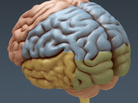 Human Male Nervous Anatomy 3D Model