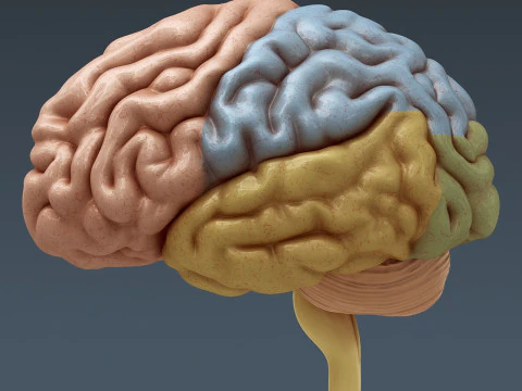 Human Male Nervous Anatomy 3D Model