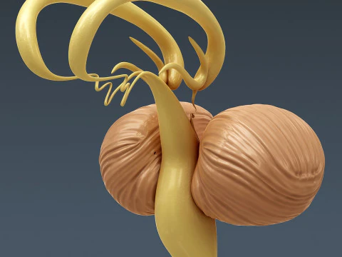 Human Male Nervous Anatomy 3D Model