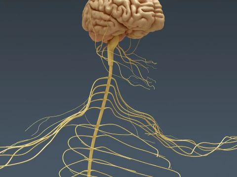 Human Male Nervous Anatomy 3D Model