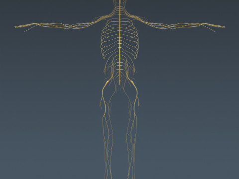 Human Male Nervous Anatomy 3D Model