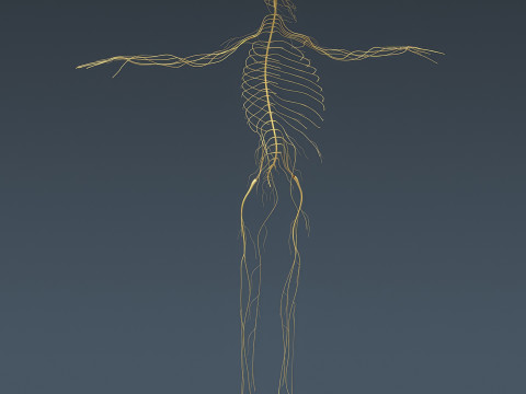 Human Male Nervous Anatomy 3D Model