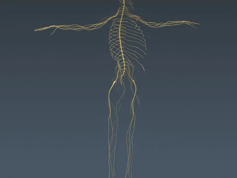 Human Male Nervous Anatomy 3D Model