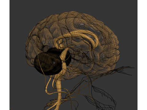 Human Male Nervous Anatomy 3D Model
