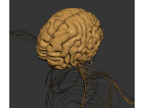 Human Male Nervous Anatomy 3D Model