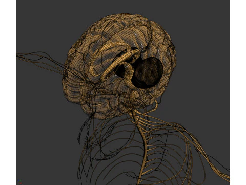 Human Male Nervous Anatomy 3D Model