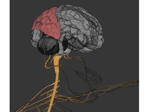 Human Male Nervous Anatomy 3D Model