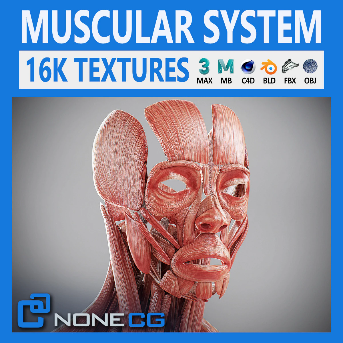 Human Male Muscular Anatomy 3D Model .c4d .max .obj .3ds .fbx .stl .blend 