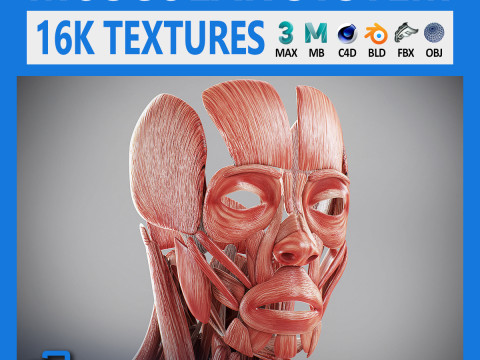 Human Male Muscular Anatomy 3D Model