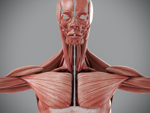 Human Male Muscular Anatomy Modello 3D