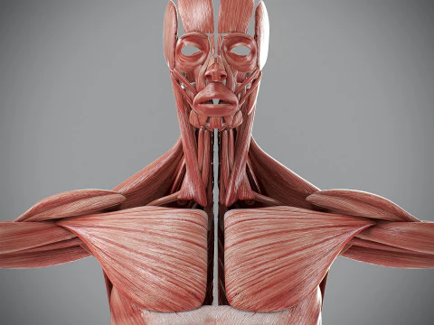 Human Male Muscular Anatomy 3D Model