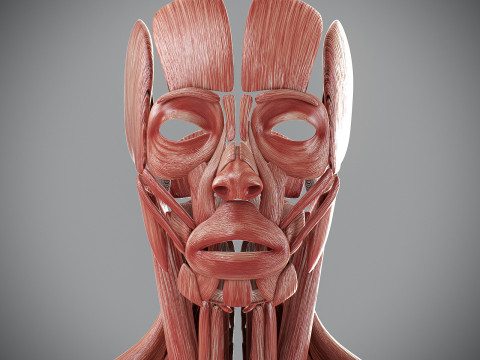 Human Male Muscular Anatomy Modello 3D