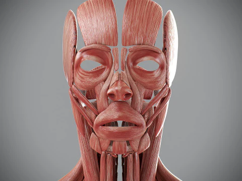 Human Male Muscular Anatomy 3D Model