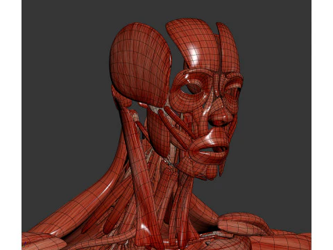 Human Male Muscular Anatomy 3D Model