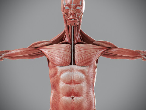Human Male Muscular Anatomy Modello 3D
