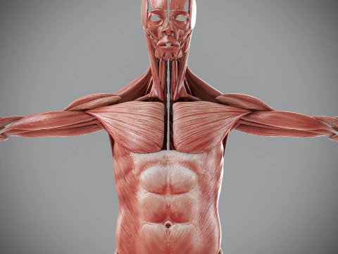 Human Male Muscular Anatomy 3D Model