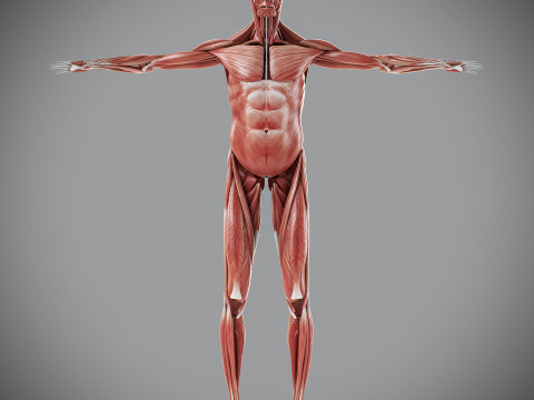 Human Male Muscular Anatomy Modello 3D