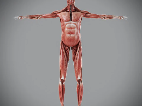 Human Male Muscular Anatomy 3D Model
