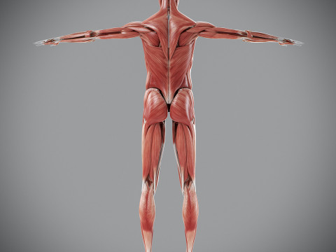 Human Male Muscular Anatomy Modello 3D
