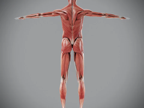 Human Male Muscular Anatomy 3D Model