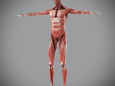 Human Male Muscular Anatomy Modello 3D