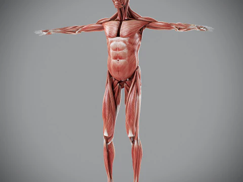 Human Male Muscular Anatomy 3D Model