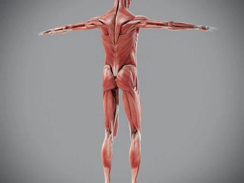 Human Male Muscular Anatomy 3D Model