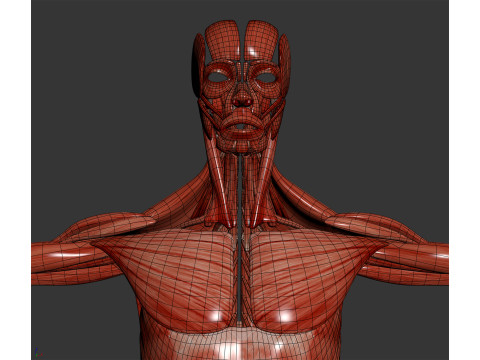 Human Male Muscular Anatomy Modello 3D