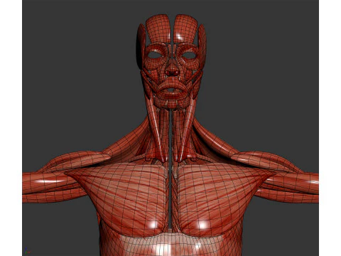 Human Male Muscular Anatomy 3D Model