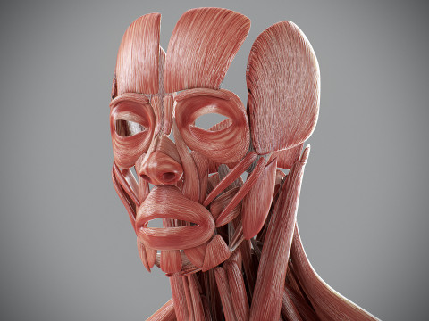 Human Male Muscular Anatomy Modello 3D