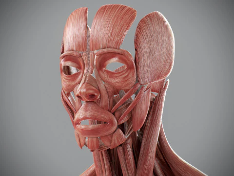 Human Male Muscular Anatomy 3D Model