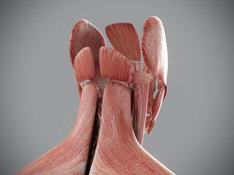 Human Male Muscular Anatomy Modello 3D