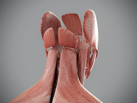 Human Male Muscular Anatomy 3D Model