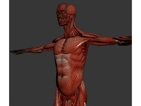 Human Male Muscular Anatomy 3D Model