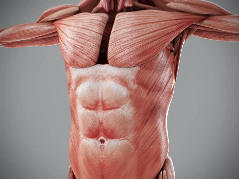 Human Male Muscular Anatomy 3D Model