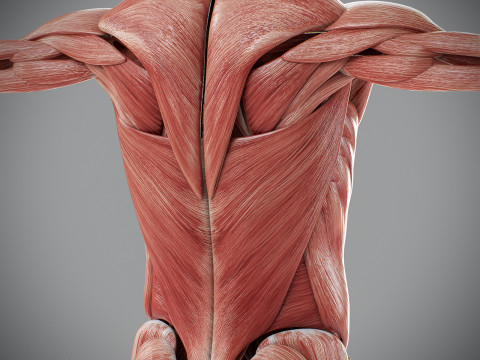 Human Male Muscular Anatomy Modello 3D