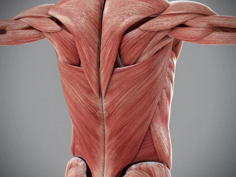 Human Male Muscular Anatomy 3D Model
