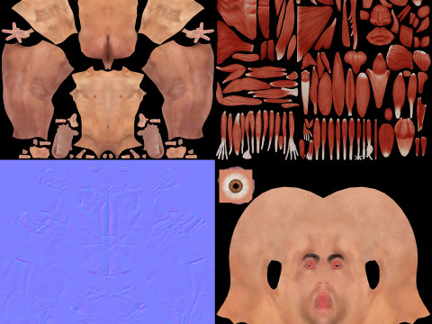 Human Male Muscular Anatomy Modello 3D