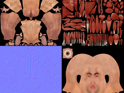 Human Male Muscular Anatomy 3D Model