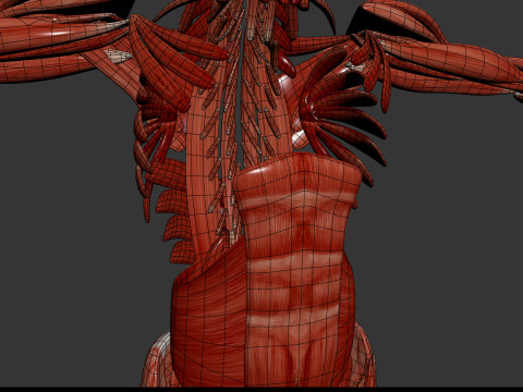 Human Male Muscular Anatomy Modello 3D