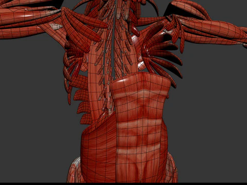 Human Male Muscular Anatomy 3D Model