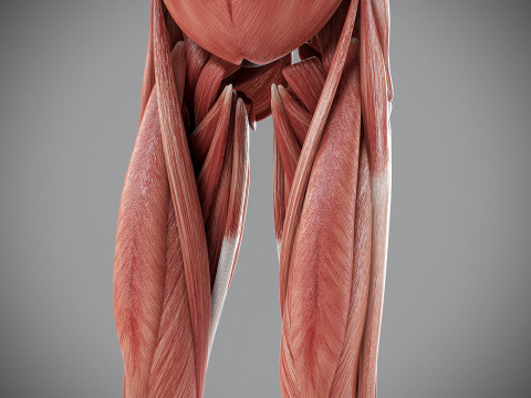 Human Male Muscular Anatomy Modello 3D