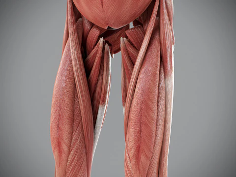 Human Male Muscular Anatomy 3D Model